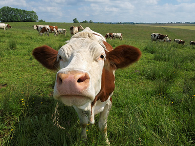 Purebred Montbéliarde cow